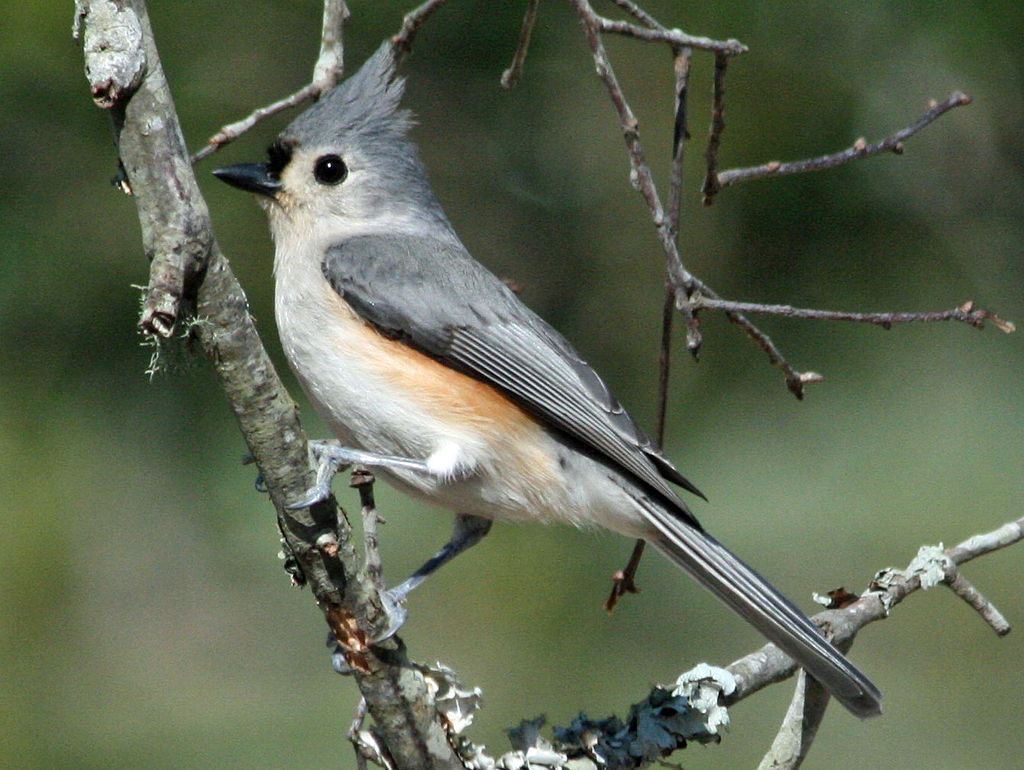 Popular Backyard Birds of Arkansas (With Pictures) - Birdwatching Tips