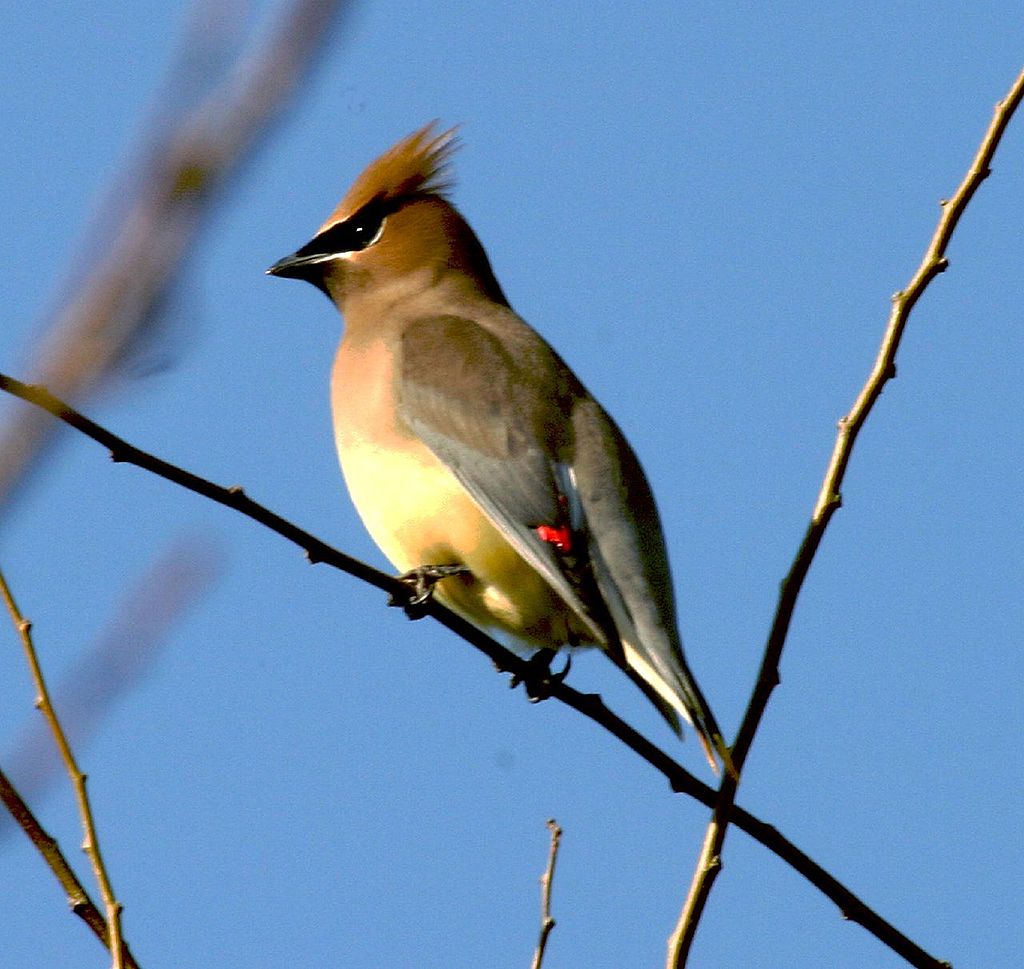 Bombycilla cedrorum