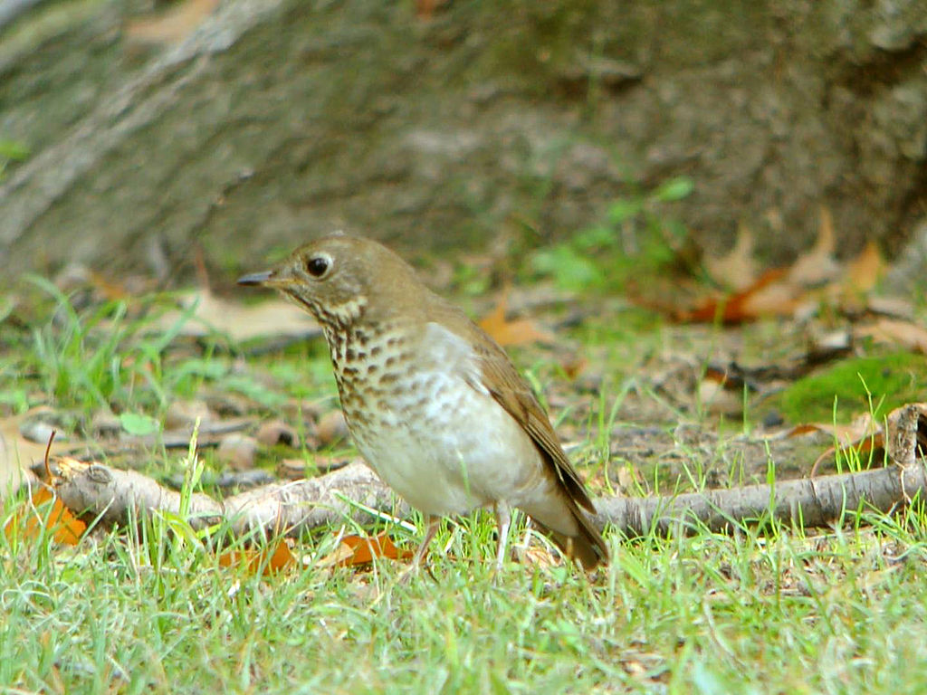 Catharus minimus