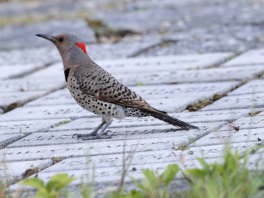 Popular Backyard Birds fo Missouri (With Pictures) - Birdwatching Tips