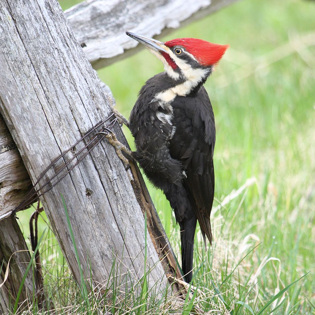 Dryocopus pileatus