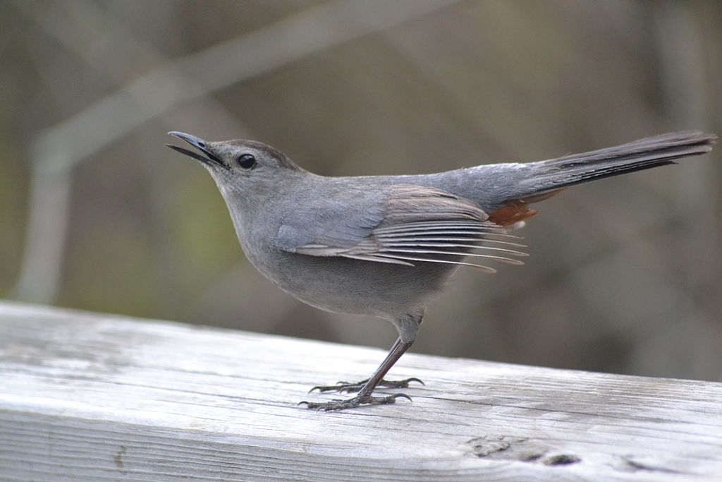 Dumetella carolinensis