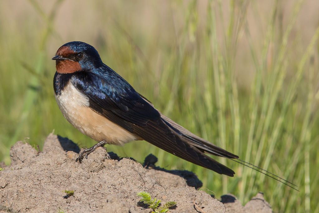 Hirundo rustica