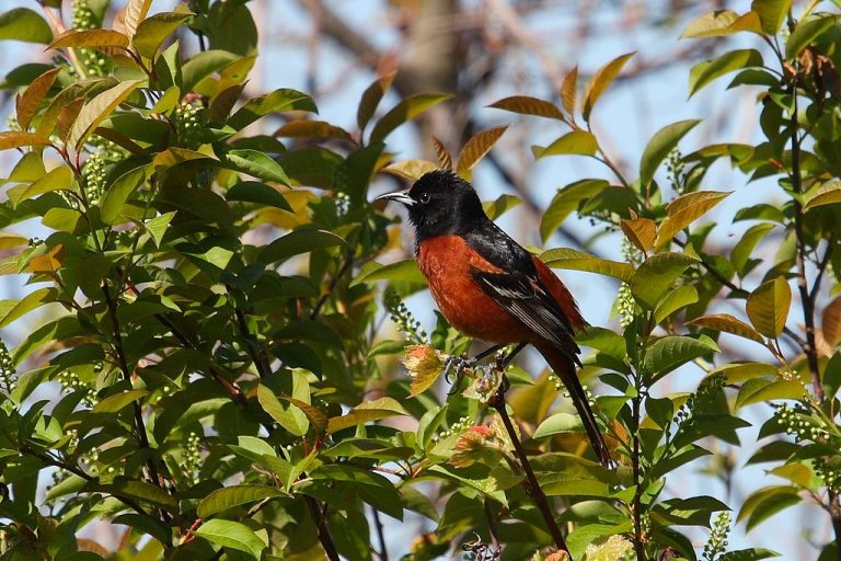 Popular Backyard Birds of Louisiana (With Pictures) Birdwatching Tips