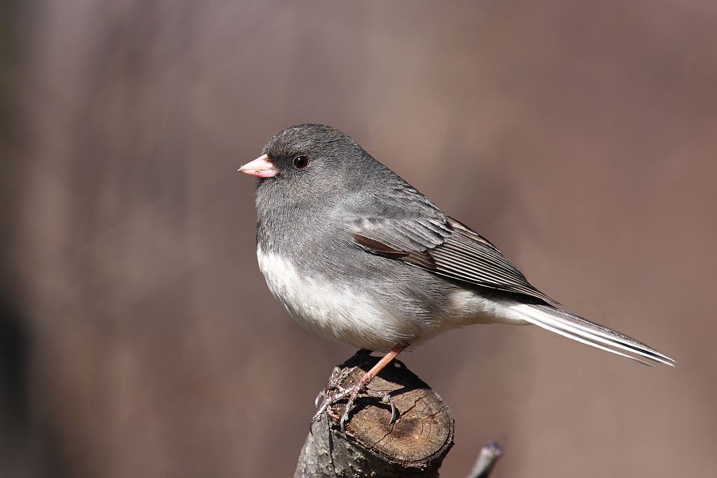 Junco hyemalis