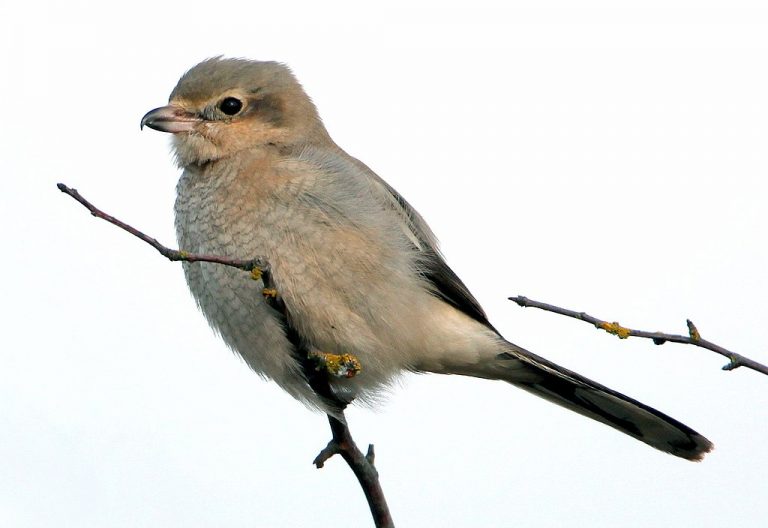 Popular Backyard Birds of Illinois (With Pictures) Birdwatching Tips