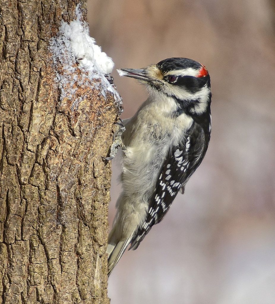 Leuconotopicus villosus