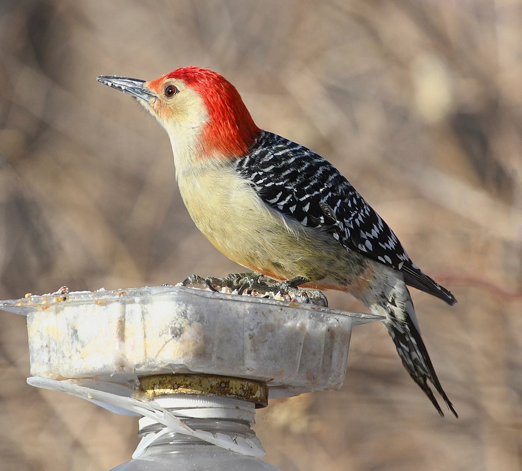 Melanerpes carolinus