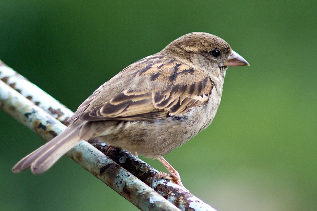 Passer domesticus