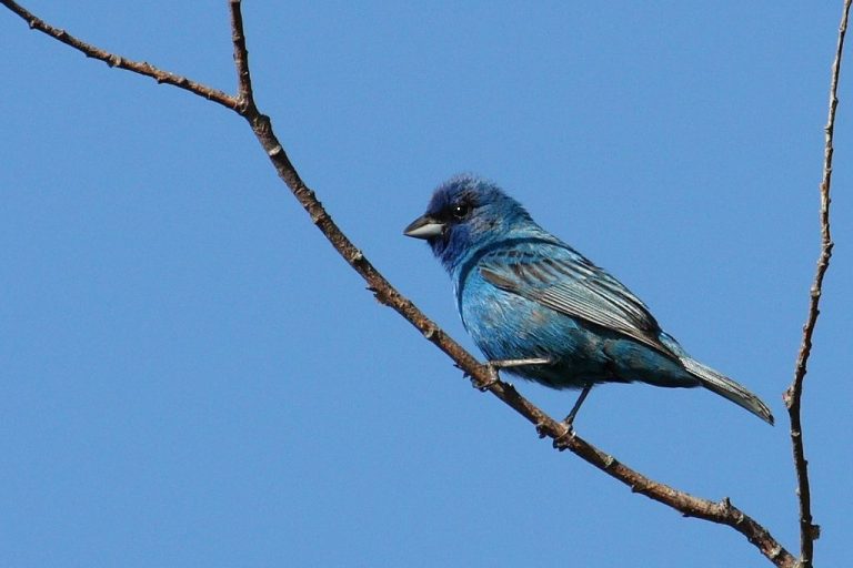 Popular Backyard Birds of Indiana (With Pictures) Birdwatching Tips