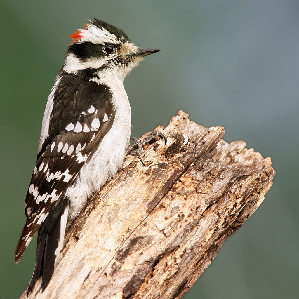 Popular Backyard Birds of Oklahoma (With Pictures) - Birdwatching Tips