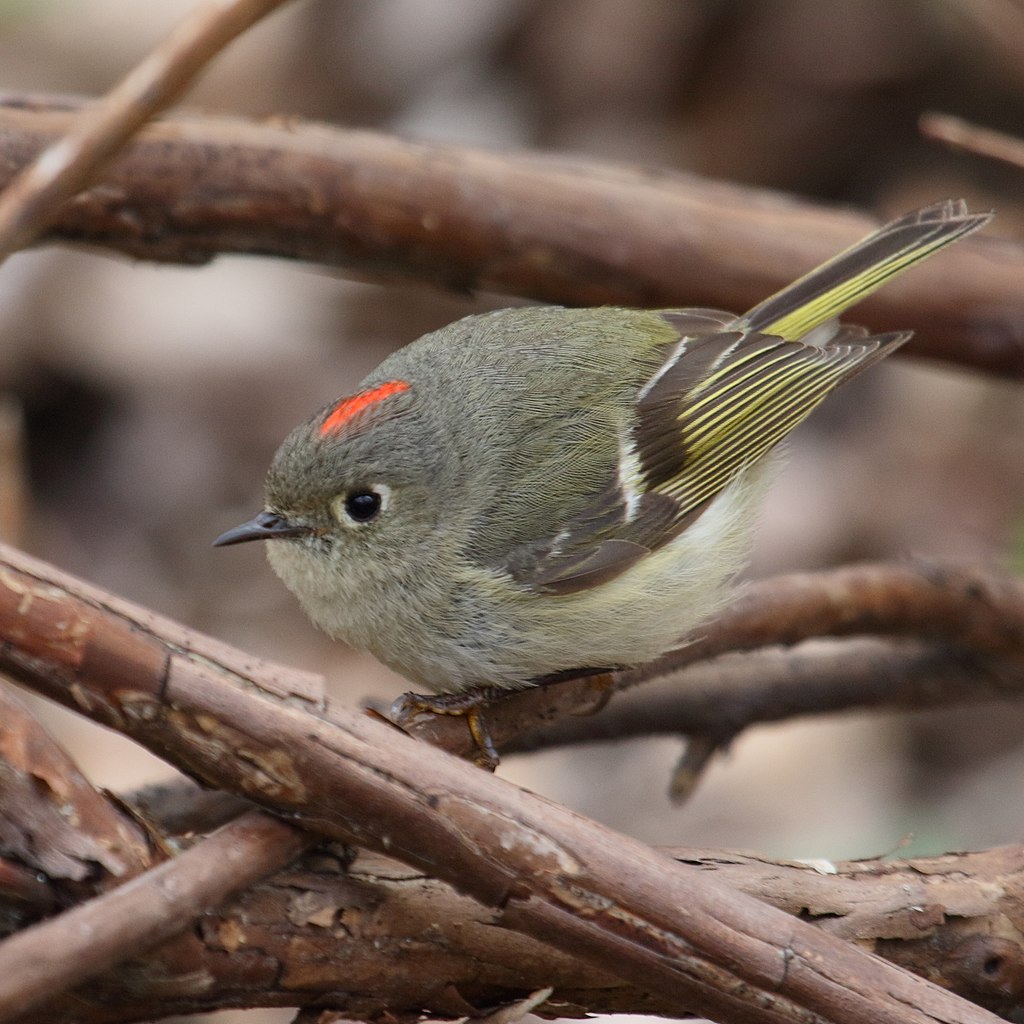 Regulus calendula