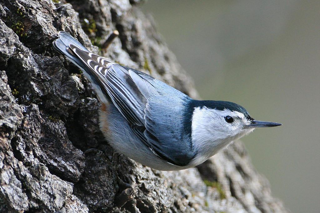 Indiana Backyard Birds