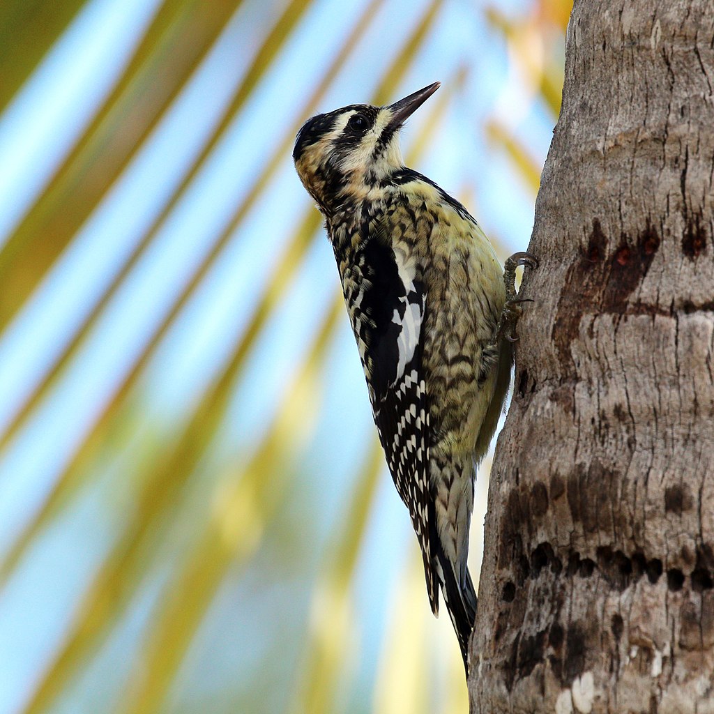 Sphyrapicus varius