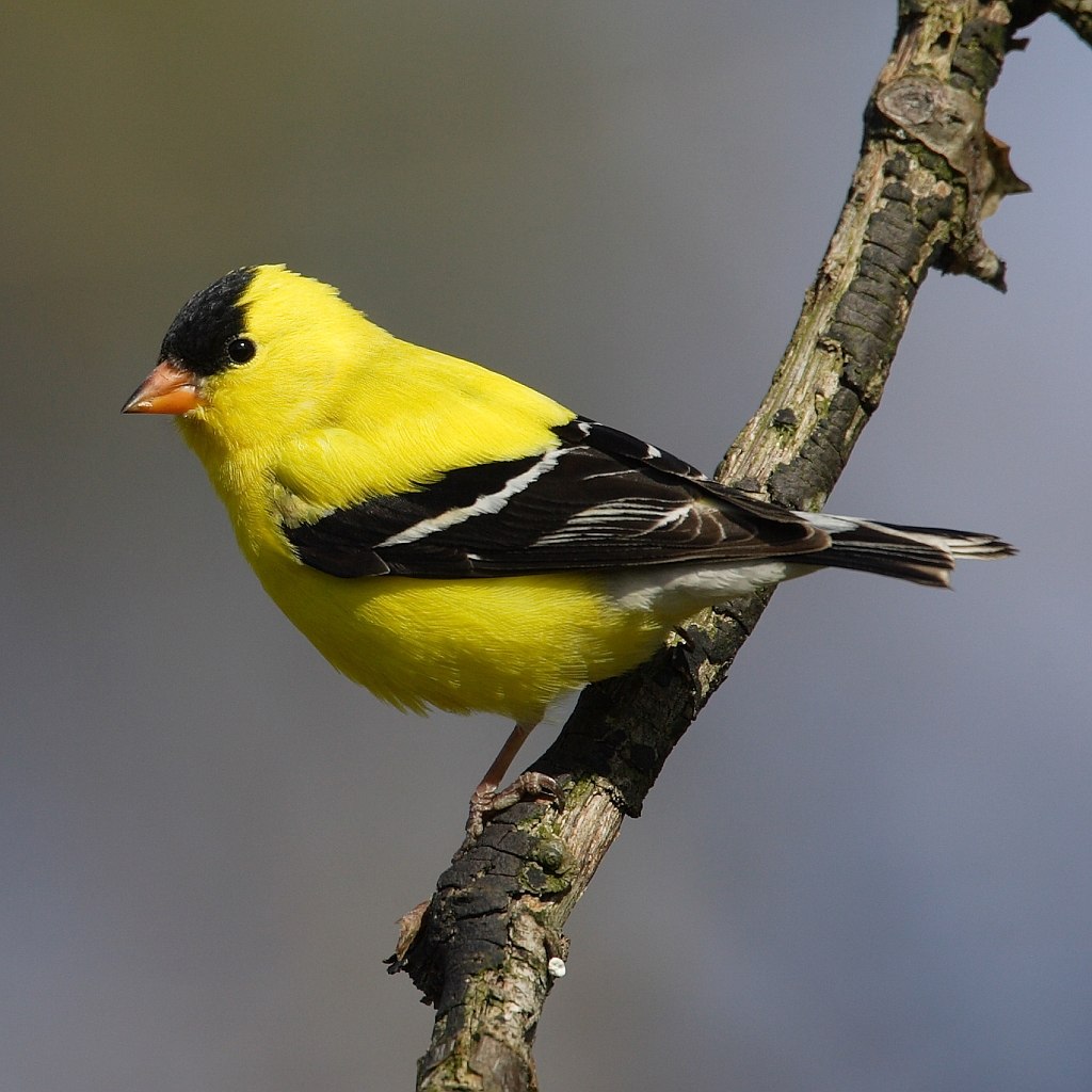 Popular Backyard Birds of Illinois (With Pictures) - Birdwatching Tips