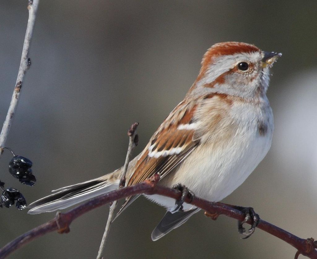 Spizella arborea