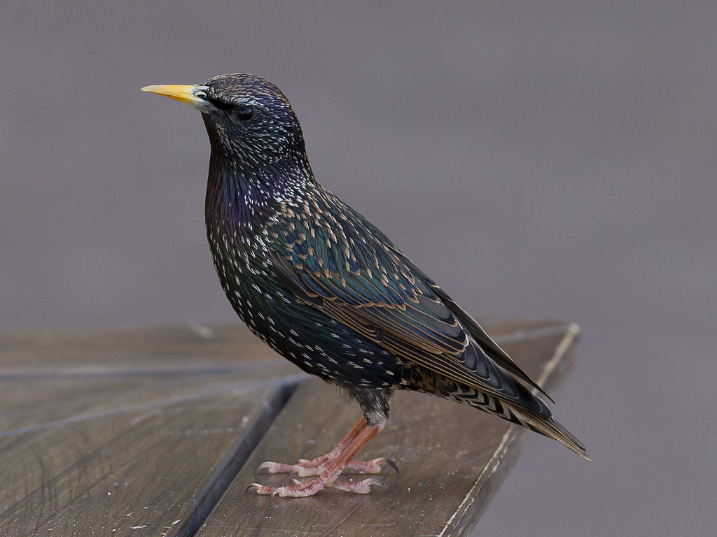 Sturnus vulgaris