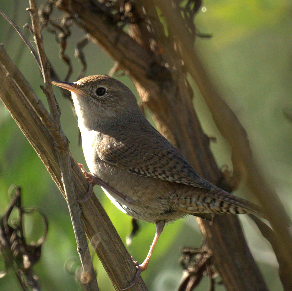 Troglodytes aedon