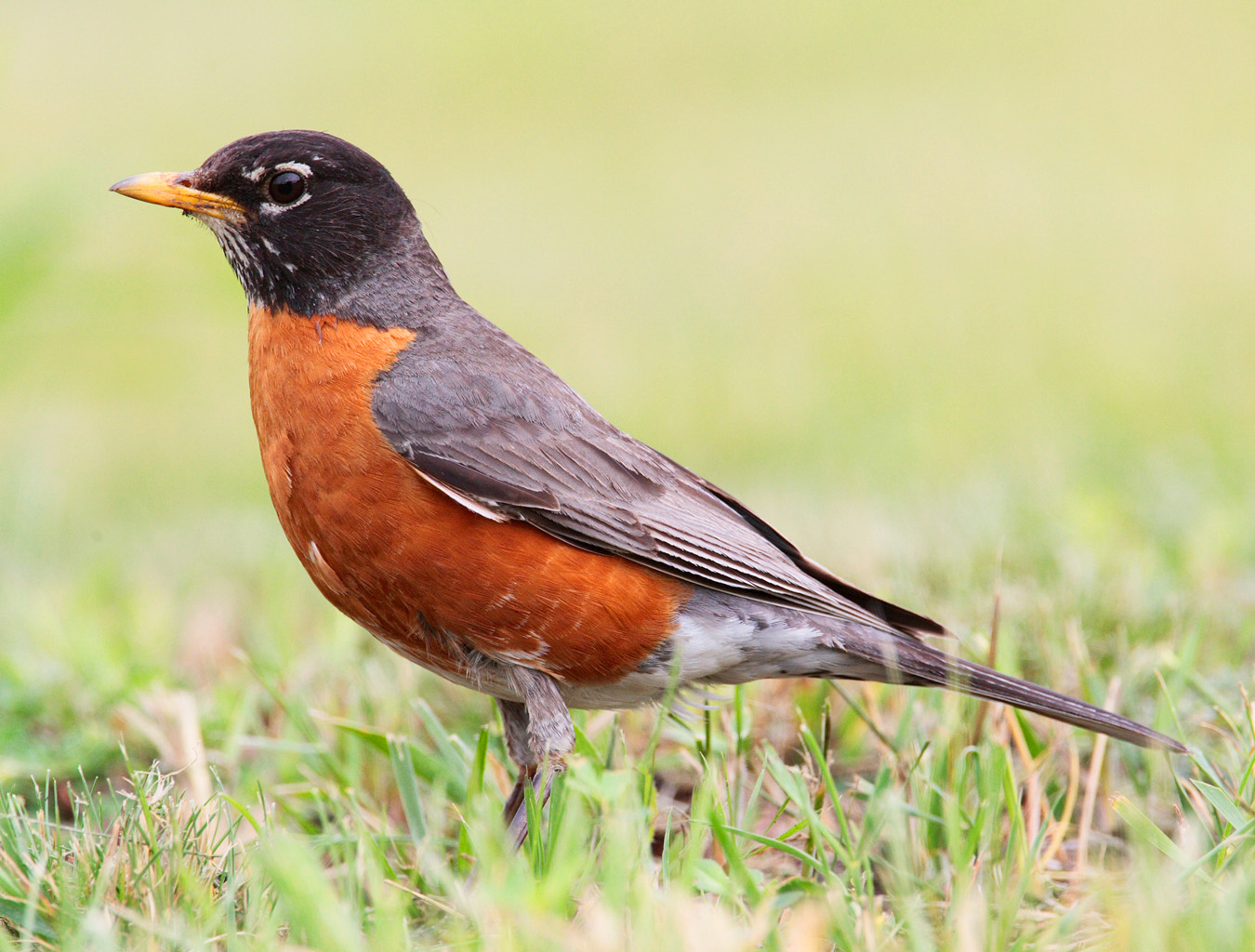 Popular Backyard Birds of Kansas (With Pictures) Birdwatching Tips Popular Backyard Birds of Kansas (With Pictures) Birdwatching Tips