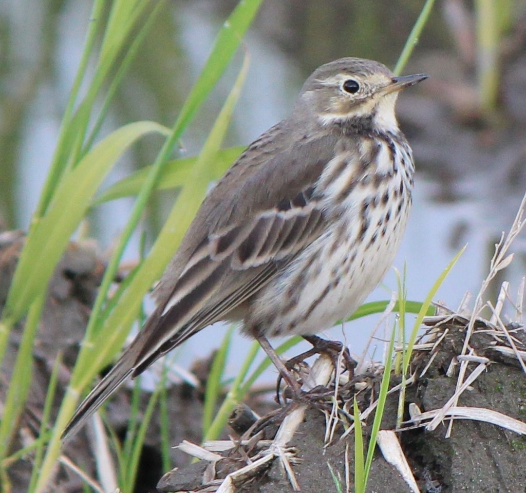 Anthus rubescens