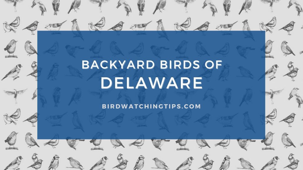 Popular Backyard Birds of Delaware (With Pictures) Birdwatching Tips