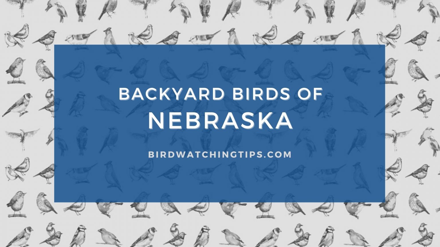 Popular Backyard Birds of Nebraska (With Pictures) - Birdwatching Tips