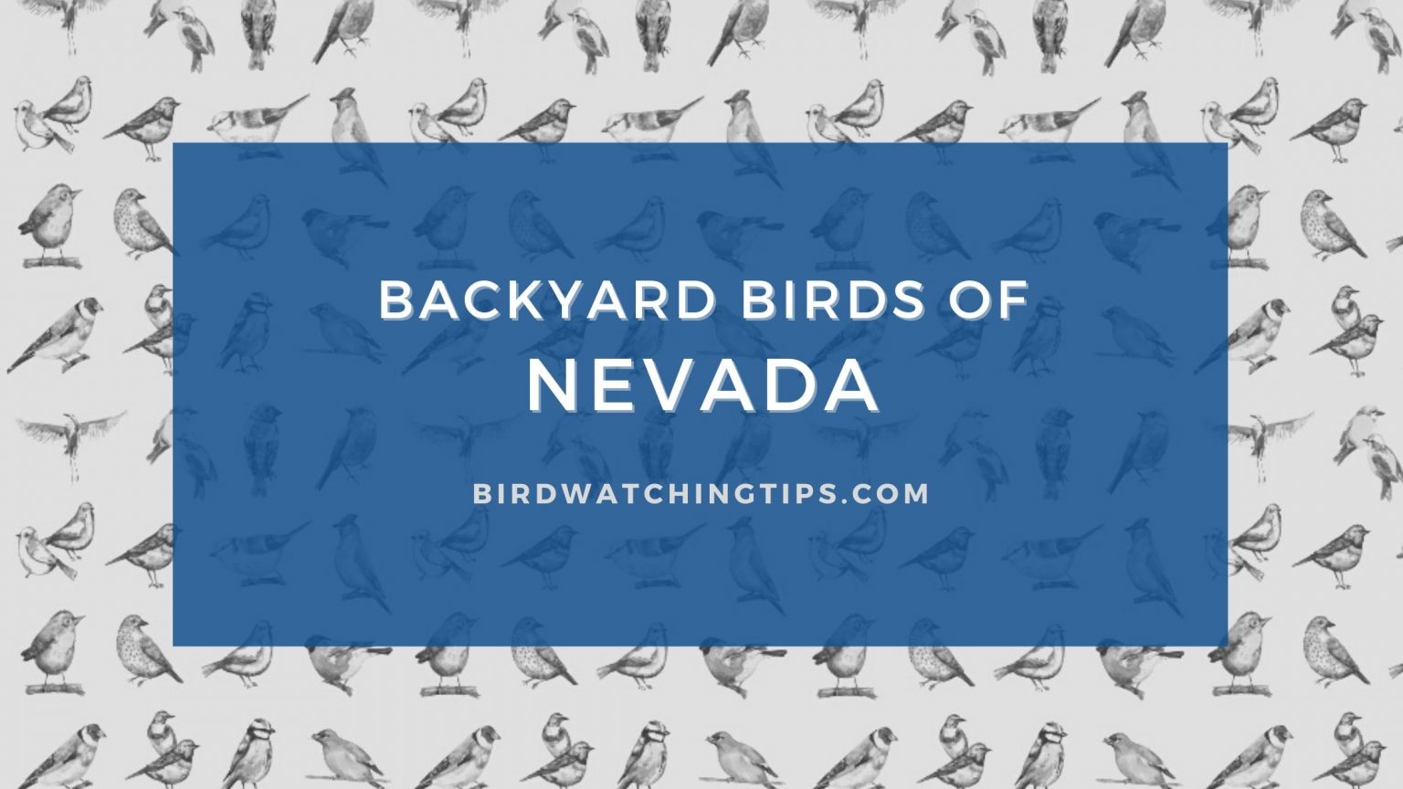 Popular Backyard Birds of Nevada (With Pictures) Birdwatching Tips
