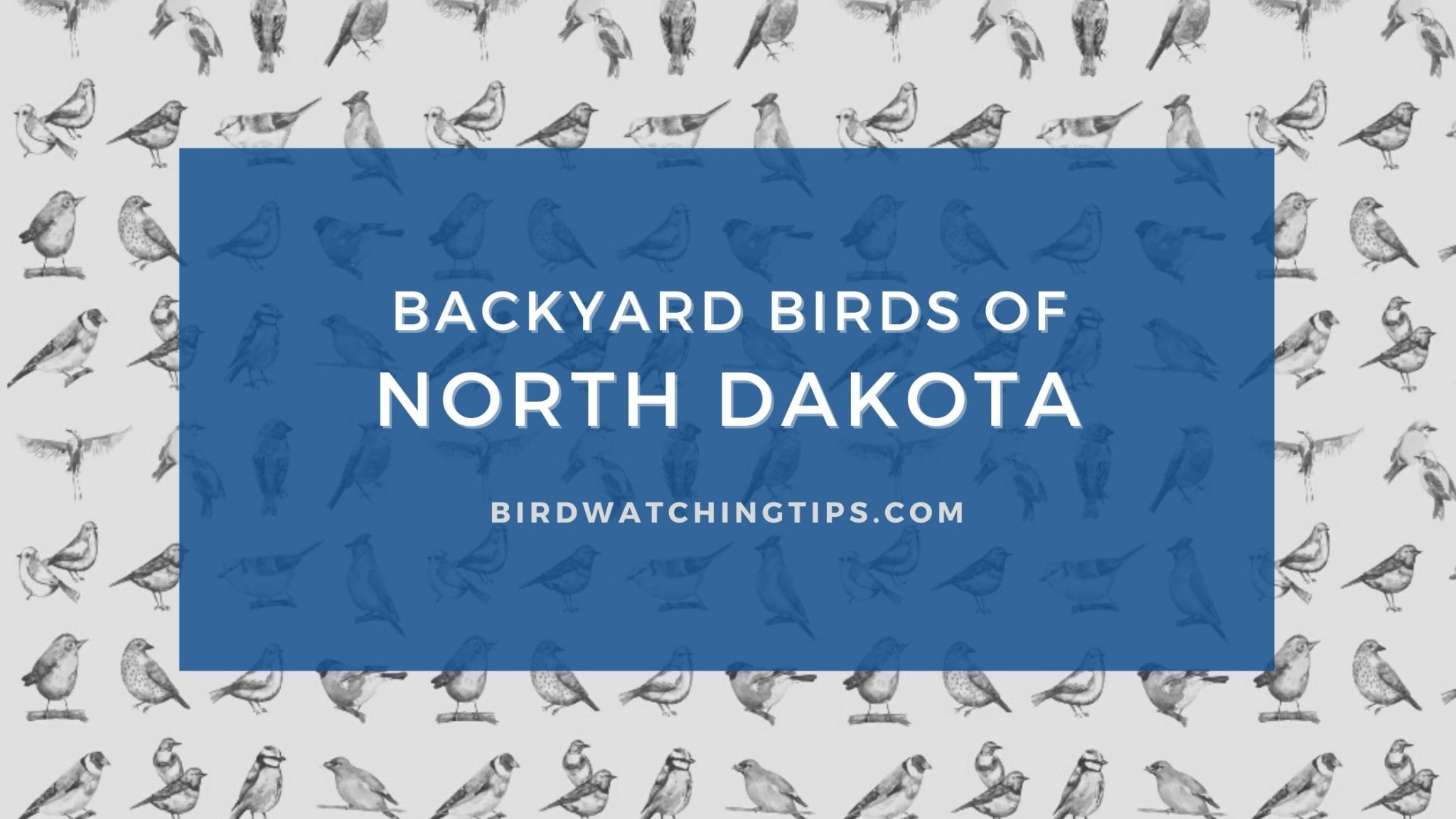 Popular Backyard Birds Of North Dakota (With Pictures) - Birdwatching Tips