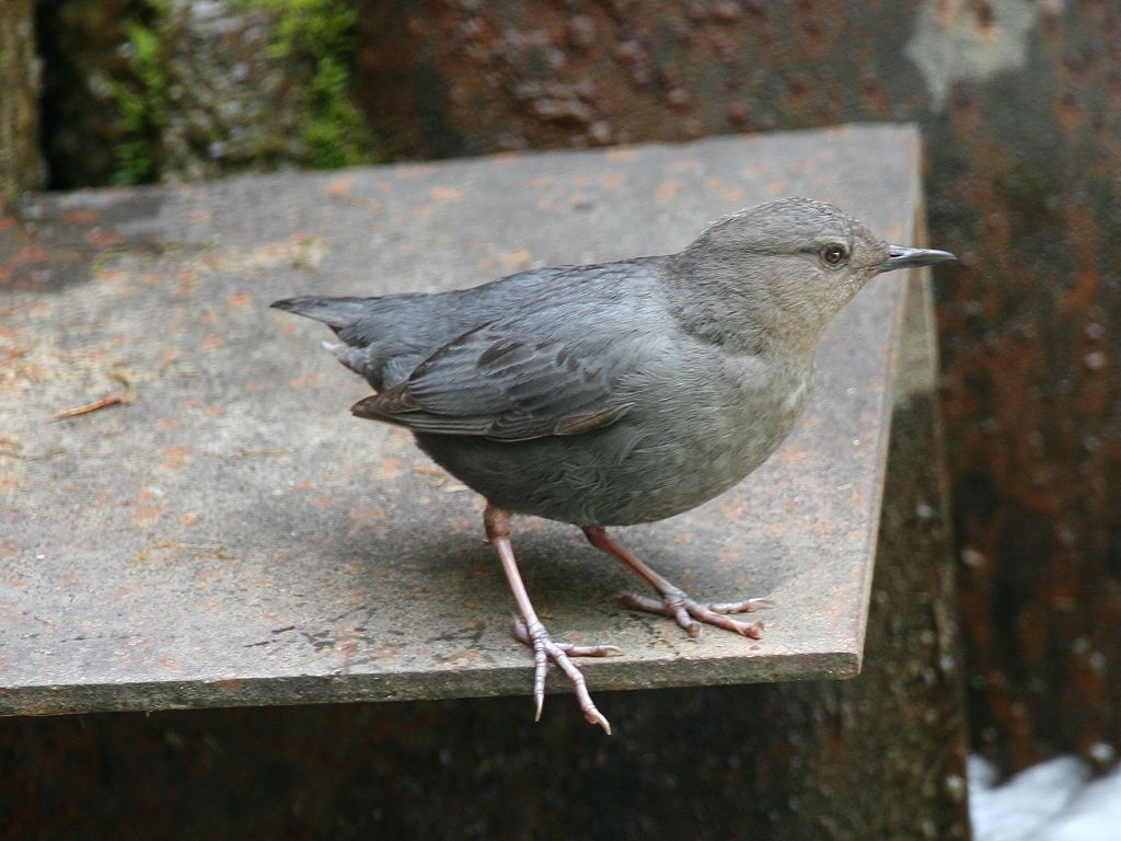 Cinclus mexicanus