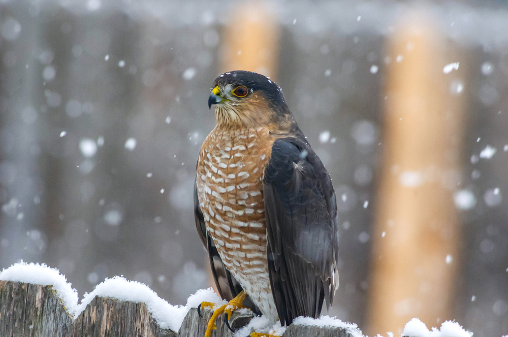 Cooper's Hawk