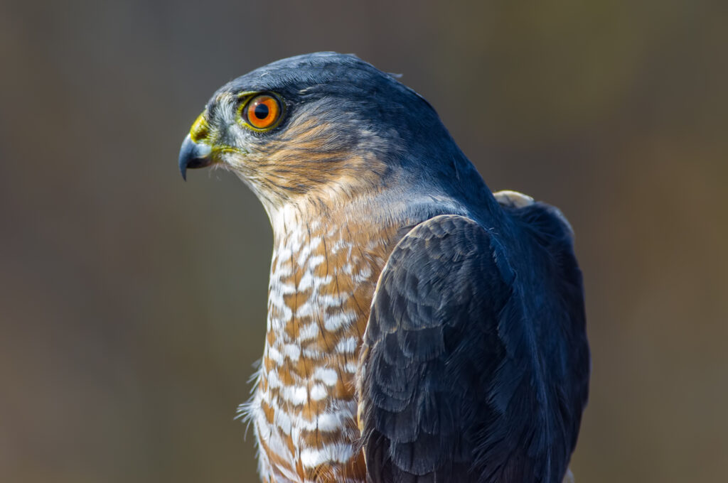 Sharp-shinned hawk