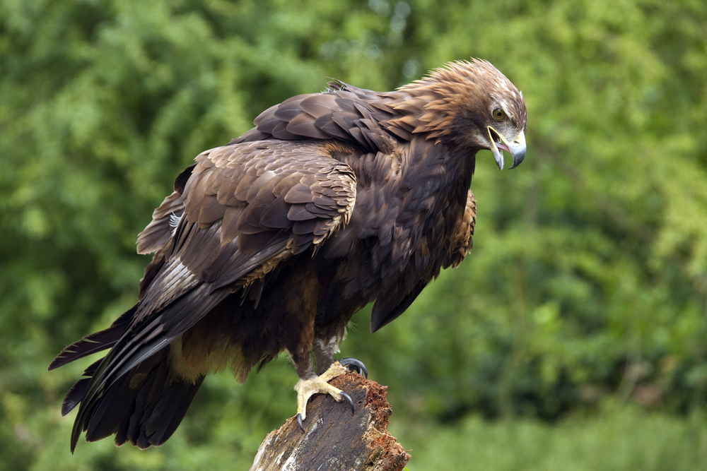 Golden Eagle (Aquila chrysaetos)