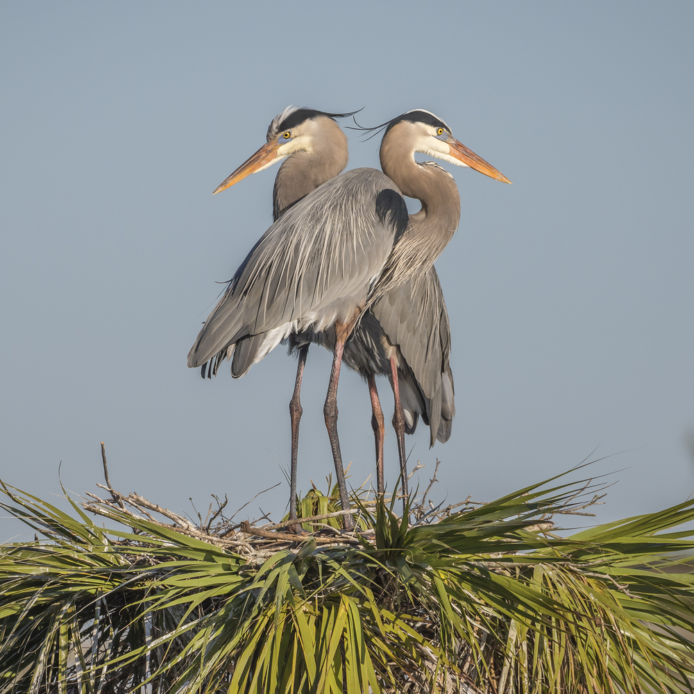 Great Blue Herons (Ardea herodias)