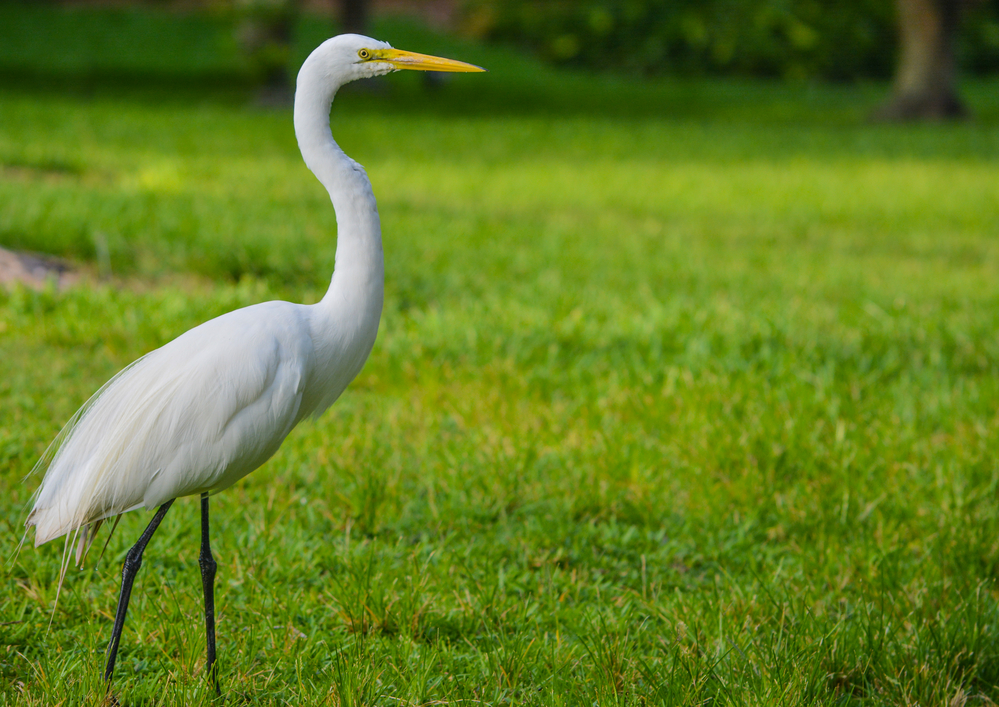 Ardea herodias occidentalis