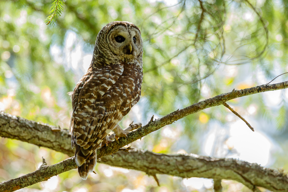 Barred Owl - Strix varia