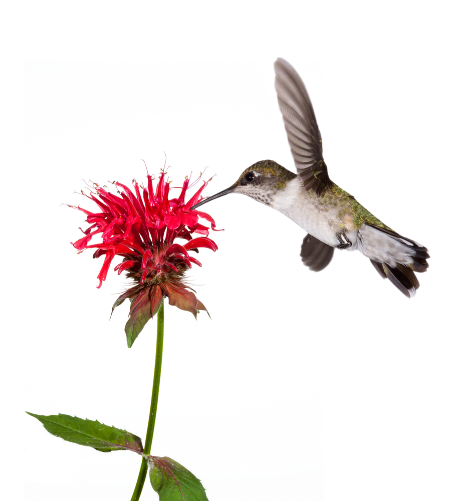 hummingbird sips nectar of bee balm