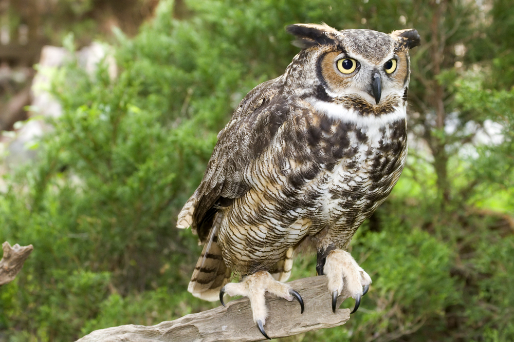 Great Horned Owl