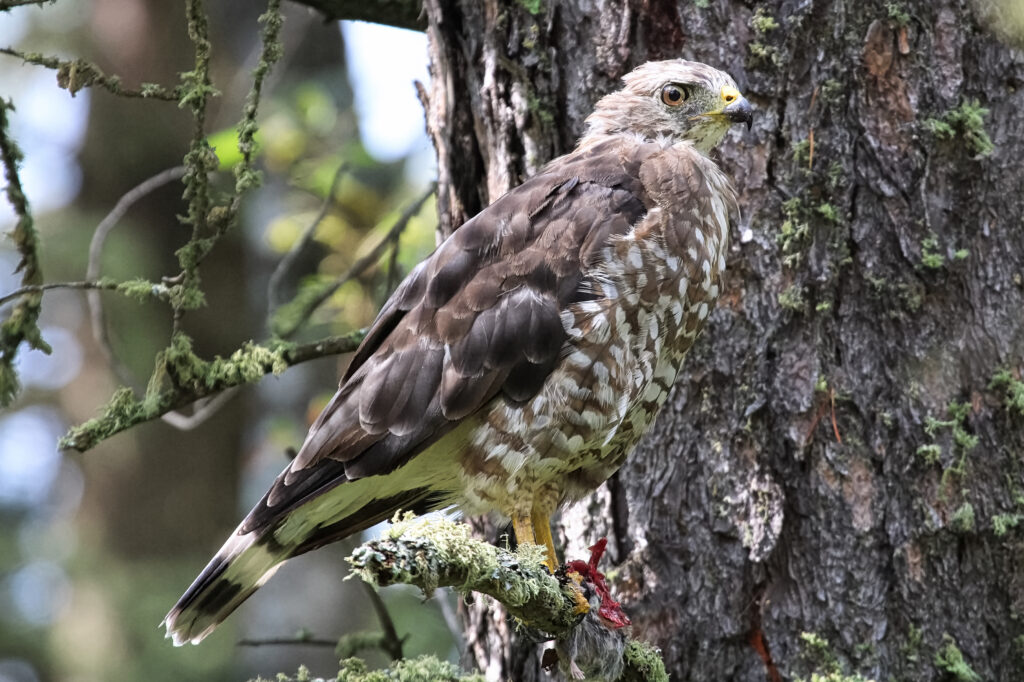 broad winged hawk