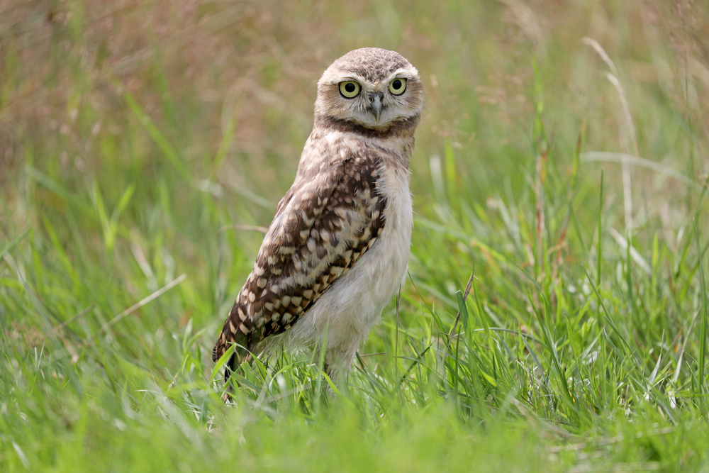 Burrowing Owl