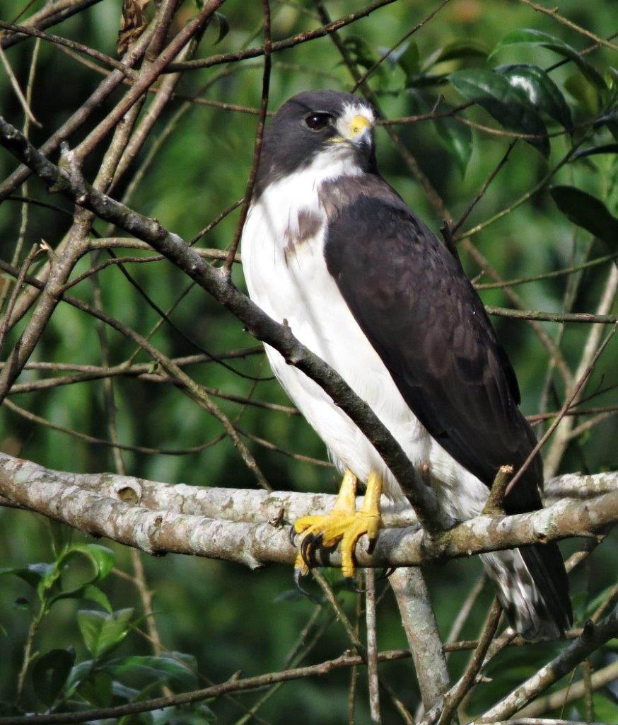 Buteo brachyurus