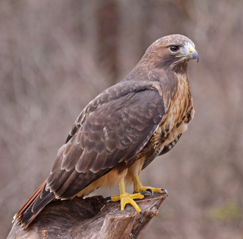 A Red-tailed hawk (Buteo jamaicensis) sitting on a stump