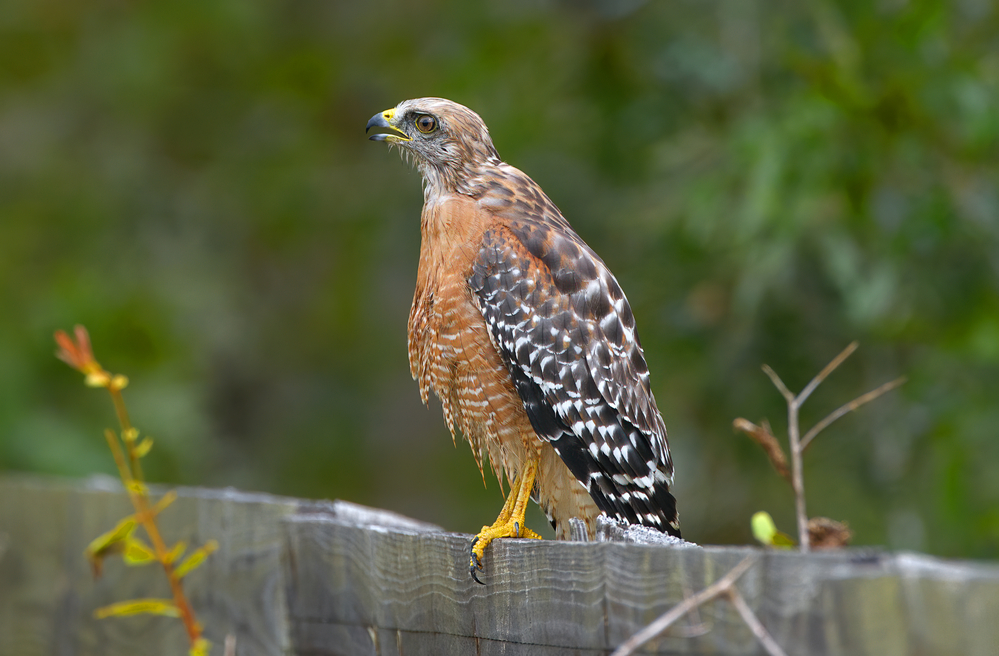 Buteo lineatus