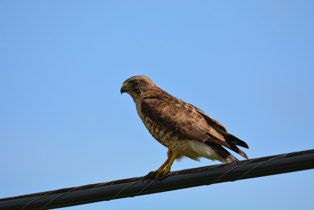 Buteo platypterus broad winged hawk