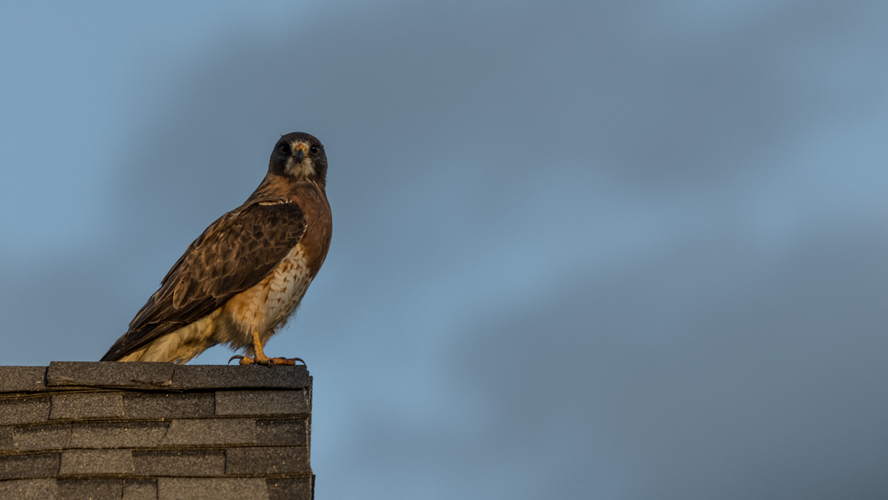 Buteo swainsoni