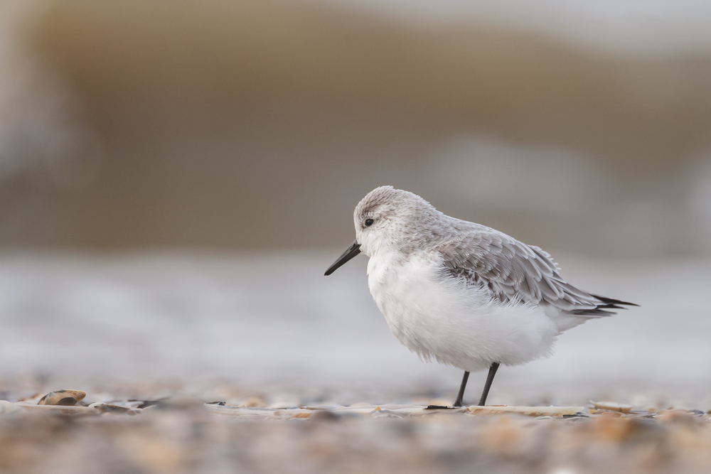 Calidris alba