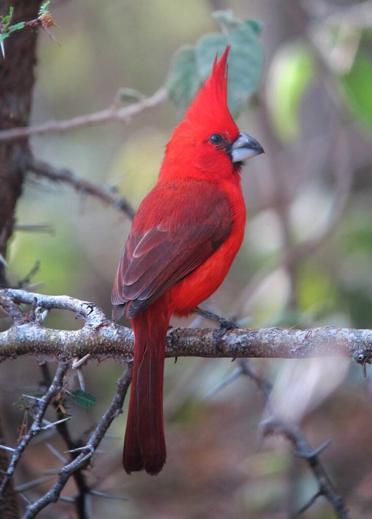 Types of Cardinals in the Unites States (With Pictures) Birdwatching Tips