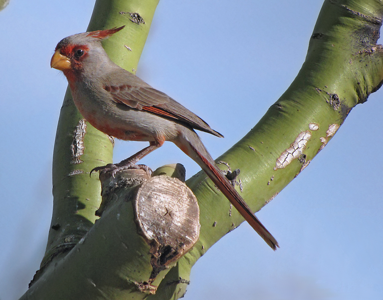 Cardinalis sinuatus