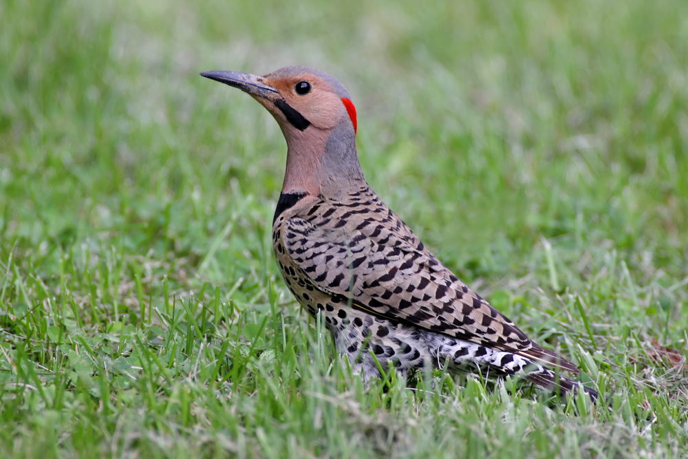 Northern Flicker (Colaptes auratus)