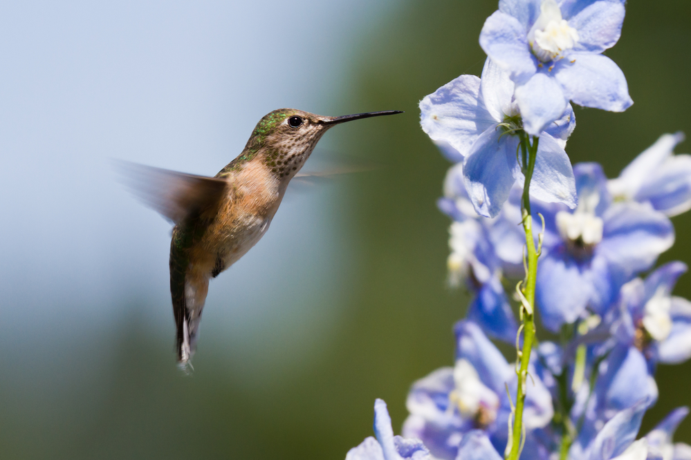 humming bird feeding on delphinium