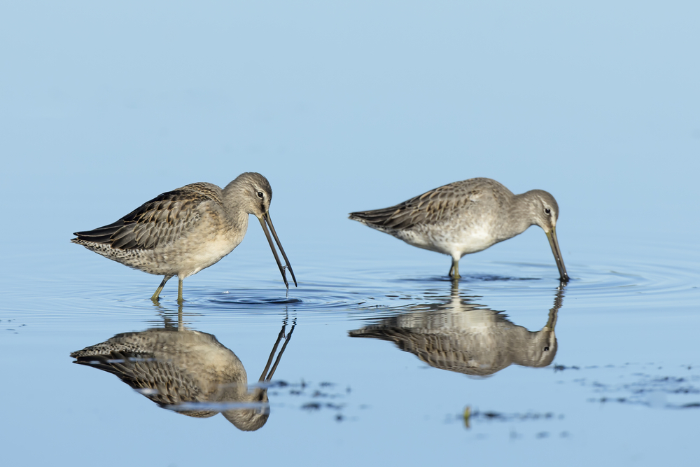 Two long billed dowitchers